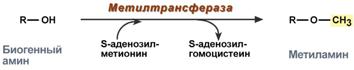 гамма-аминомасляная кислота - student2.ru