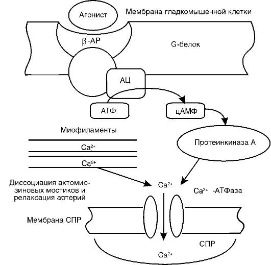 Гипертоническая болезнь - student2.ru