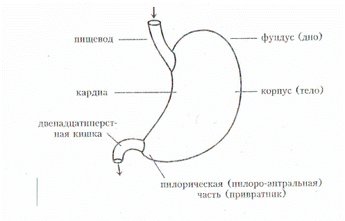 Глава 13. Почему другие едят больше и не полнеют? Исправление ошибки в главном положении диетологии - student2.ru