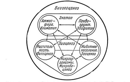 Глава I. Понятие биогеоценоза и структура его организации - student2.ru