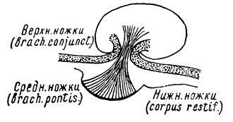 глава iv. мозжечок, симптомы его поражений - student2.ru