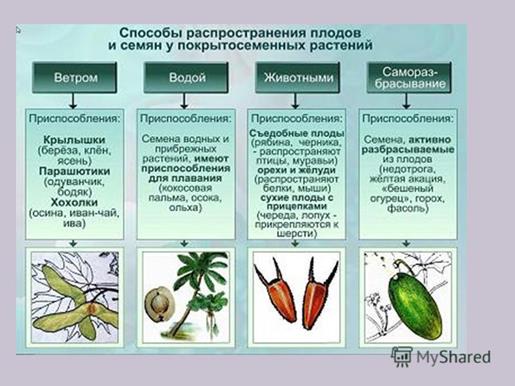 Главные отличительные признаки сложноцветных. - student2.ru