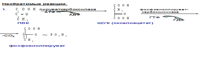 Глюконеогенез и его значение - student2.ru