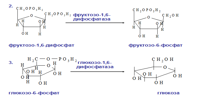 Глюконеогенез и его значение - student2.ru