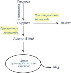 Глюкоза – это субстрат для получения энергии - student2.ru