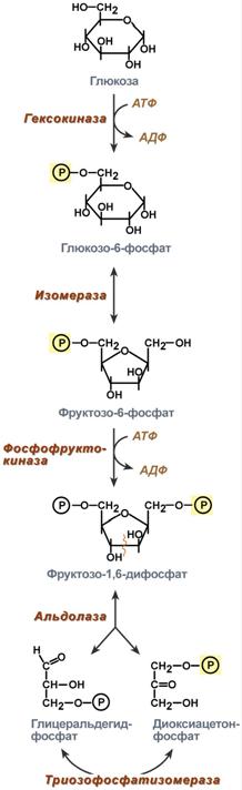 Глюкоза – это субстрат для получения энергии - student2.ru