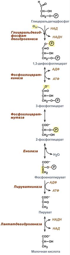 Глюкоза – это субстрат для получения энергии - student2.ru