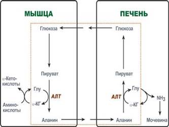 глюкозо-аланиновый цикл - student2.ru