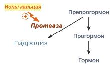 Гормоны кальциевого обмена - student2.ru