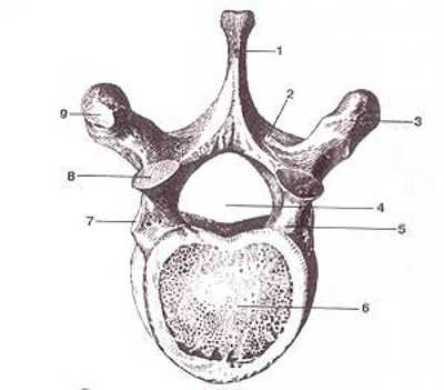Грудной позвонок. Вид сверху - student2.ru