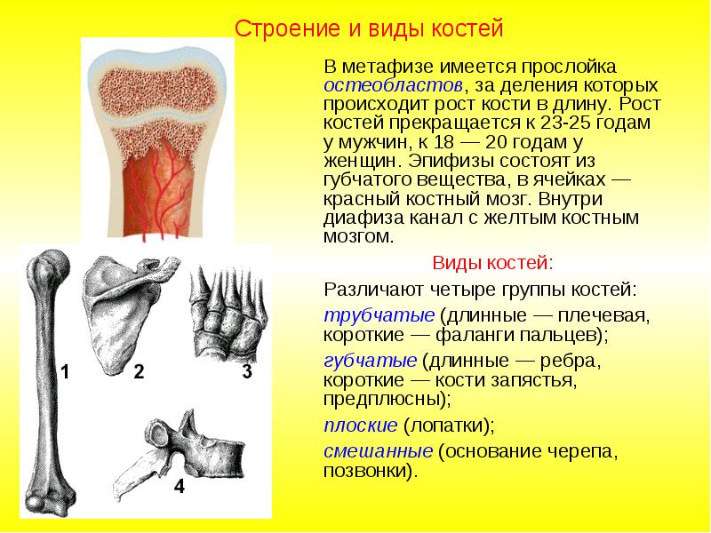 Грудной позвонок. Вид сверху - student2.ru