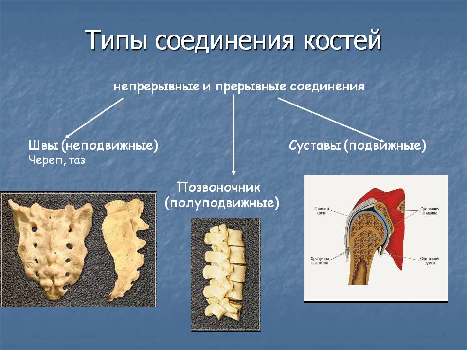 Грудной позвонок. Вид сверху - student2.ru