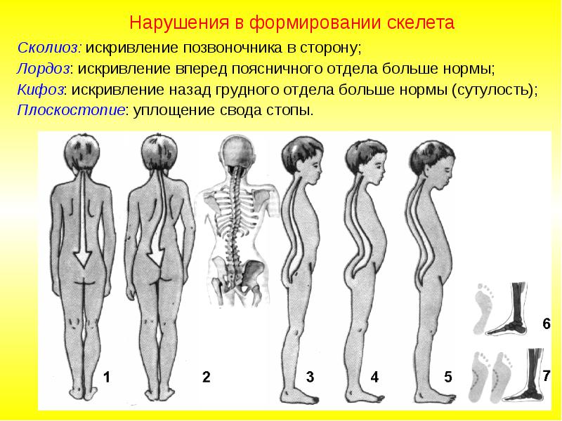 Грудной позвонок. Вид сверху - student2.ru