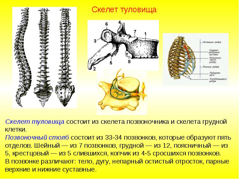 Грудной позвонок. Вид сверху - student2.ru