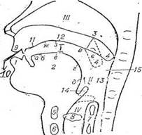 І — передняя часть гортани - student2.ru