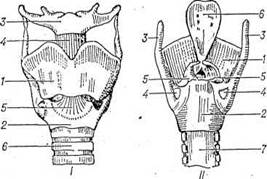 І — передняя часть гортани - student2.ru