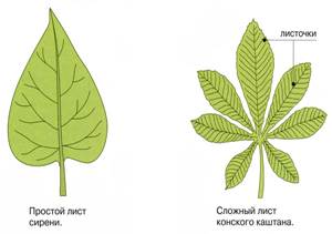 II. Вторичное анатомическое строение корня. - student2.ru