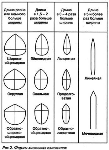 II. Вторичное анатомическое строение корня. - student2.ru