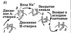 Ионная проницаемость мембраны нервного волокна в покое и при возбуждении - student2.ru