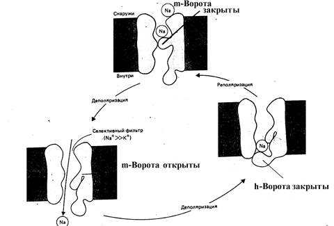 Ионные основы потенциала действия: ионные каналы и ионные токи. Цикл Ходжкина - student2.ru