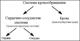 История изучения системы кровообращения - student2.ru