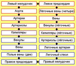 История изучения системы кровообращения - student2.ru