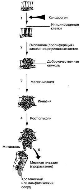 Из: Hunter T. Cooperation between oncogenes. Cell, 64: 249, 1991 - student2.ru