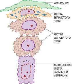 Из каких клеток состоит эпидермис? - student2.ru