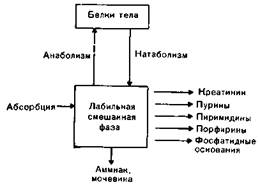 Изменение белкового обмена - student2.ru