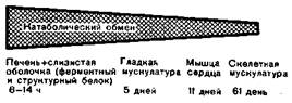 Изменение белкового обмена - student2.ru