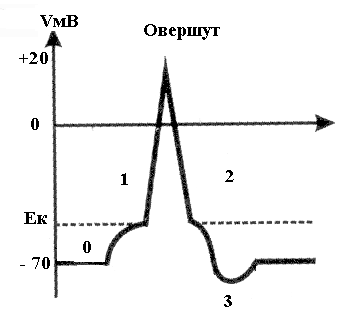 Изменения мембранного потенциала. - student2.ru