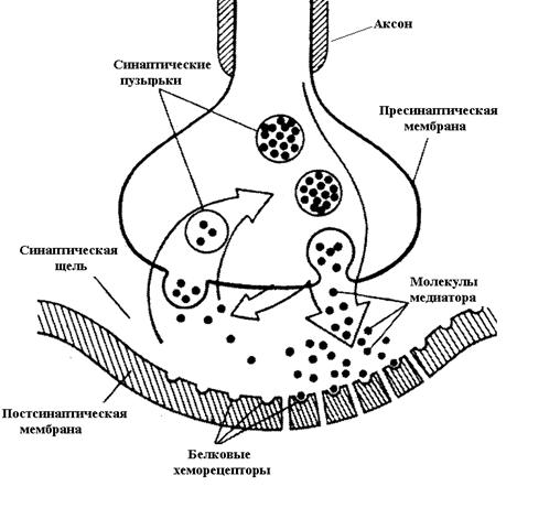 Физиология нервно- мышечной передачи. - student2.ru