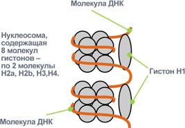 Картина электрофореза белков сыворотки крови - student2.ru