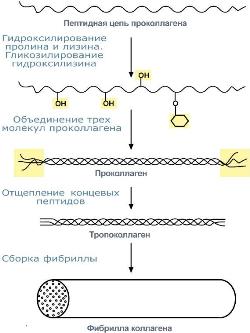 Картина электрофореза белков сыворотки крови - student2.ru