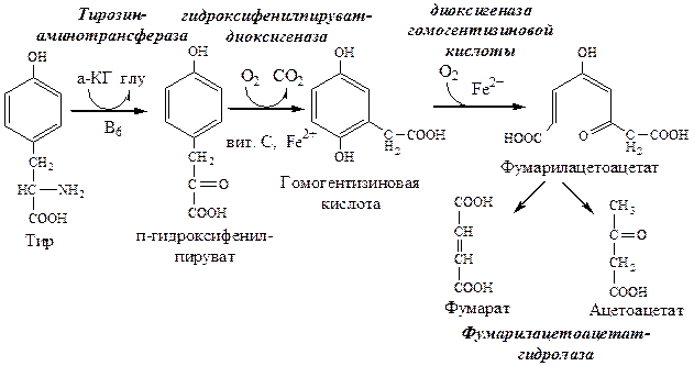 Катаболизм тирозина в печени - student2.ru