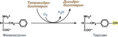 Характеристика фермента - student2.ru