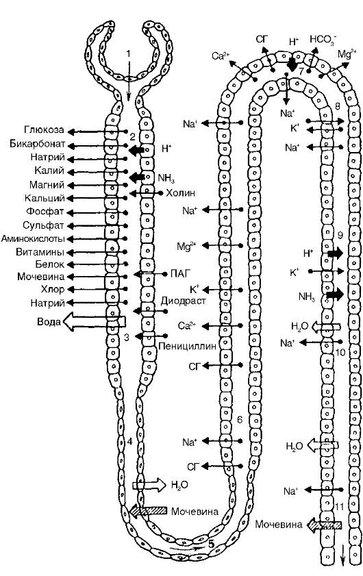 характеристика процессов, лежащих в основе работы почек - student2.ru