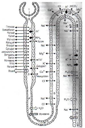 характеристика процессов, лежащих в основе работы почек - student2.ru