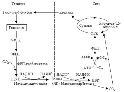 Характеристика трех фаз цикла Кальвина, пути превращения фосфоглицеринового альдегида. - student2.ru