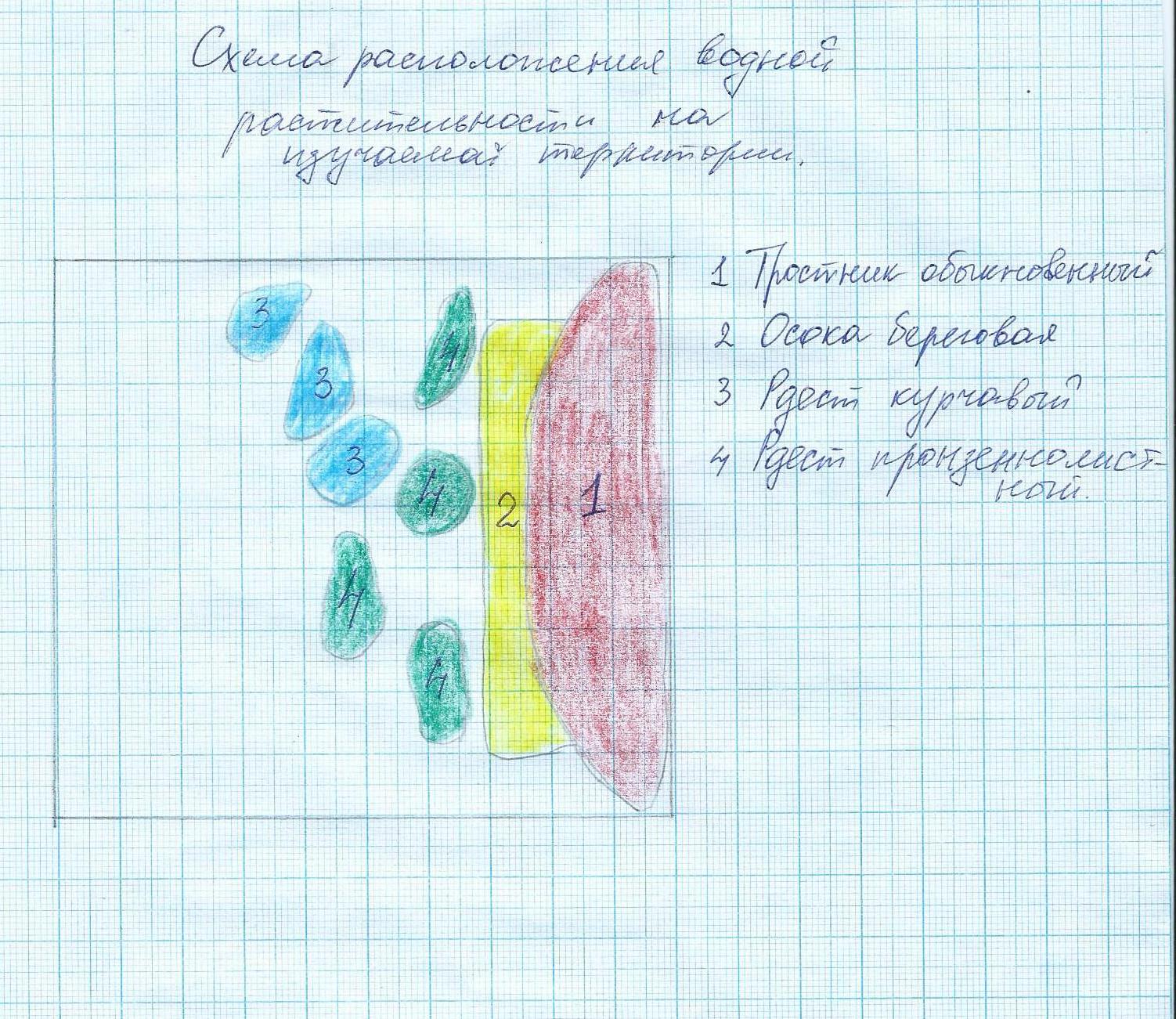 Характеристика водной и прибрежно-водной растительности. - student2.ru