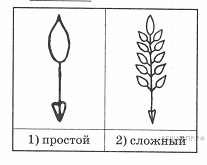 Химический состав семян злаковых и бобовых - student2.ru