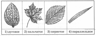 Химический состав семян злаковых и бобовых - student2.ru