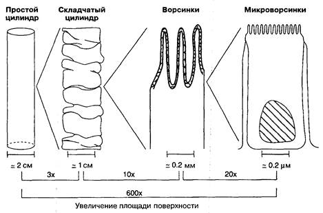 Кишечные ворсинки и микроворсинки - student2.ru