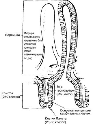 Кишечные ворсинки и микроворсинки - student2.ru