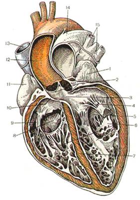 Клапанный аппарат сердца - student2.ru
