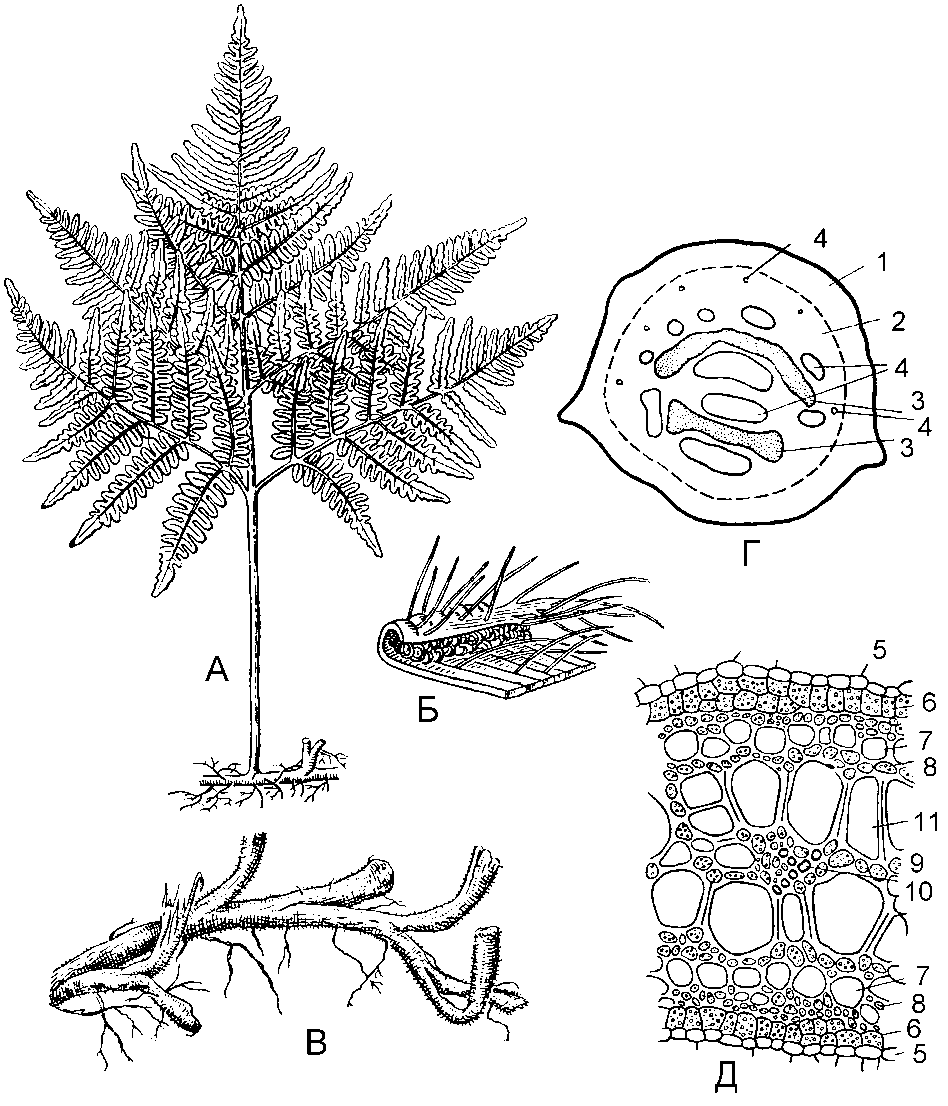 Класс Полиподиевые – Polypodiopsida - student2.ru