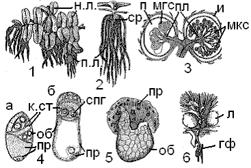 Класс Полиподиевые – Polypodiopsida - student2.ru