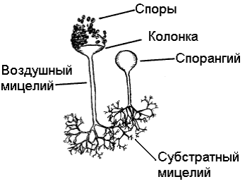 Класс Зигомицеты – Zygomycetes - student2.ru