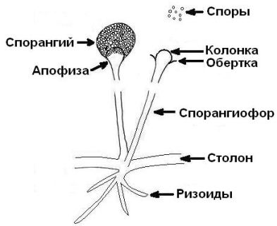 Класс Зигомицеты – Zygomycetes - student2.ru