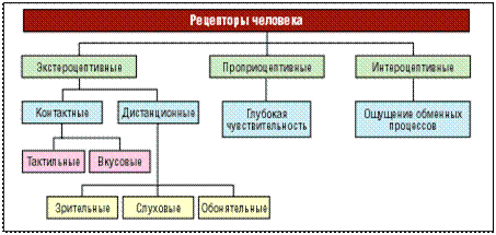 классификация рецепторов - student2.ru